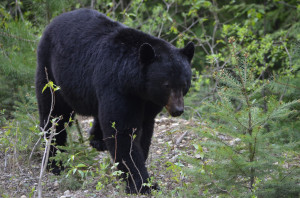 Wild Life Wells Gray Prk