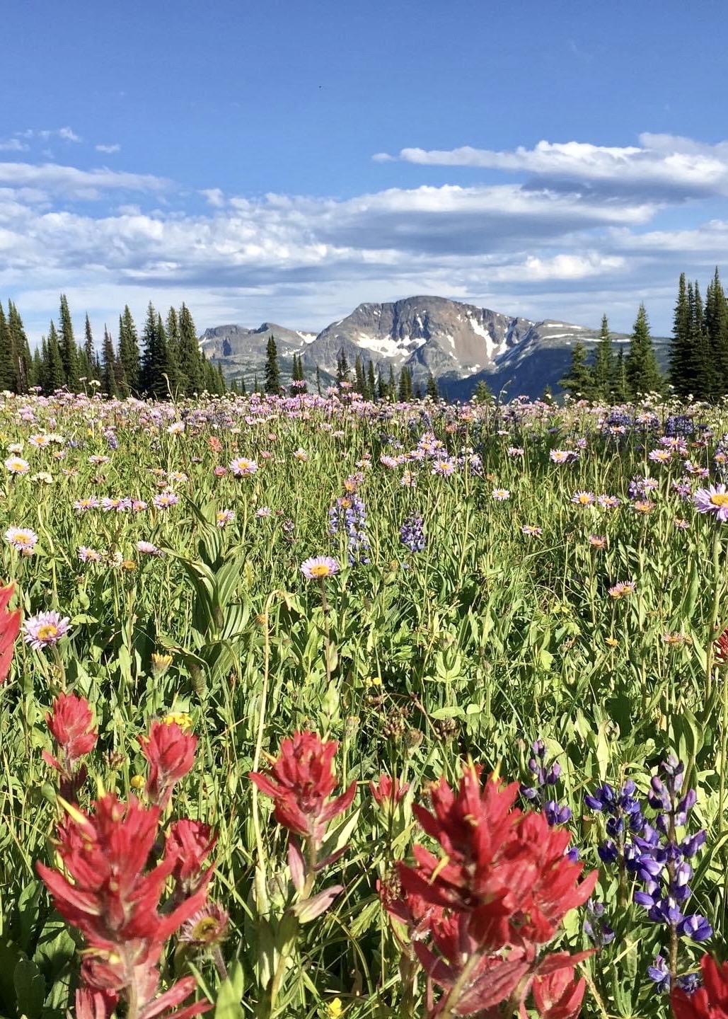 Trophy Mountain Flower Meadows
